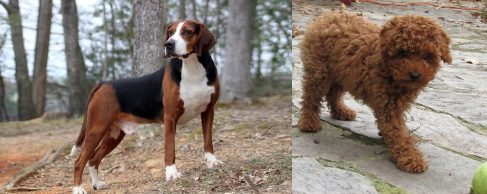 Toy Poodle vs Hamiltonstovare - Breed Comparison