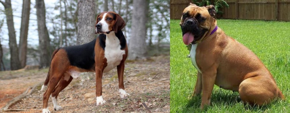 Valley Bulldog vs Hamiltonstovare - Breed Comparison