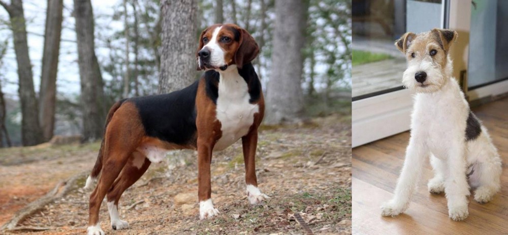 Wire Fox Terrier vs Hamiltonstovare - Breed Comparison