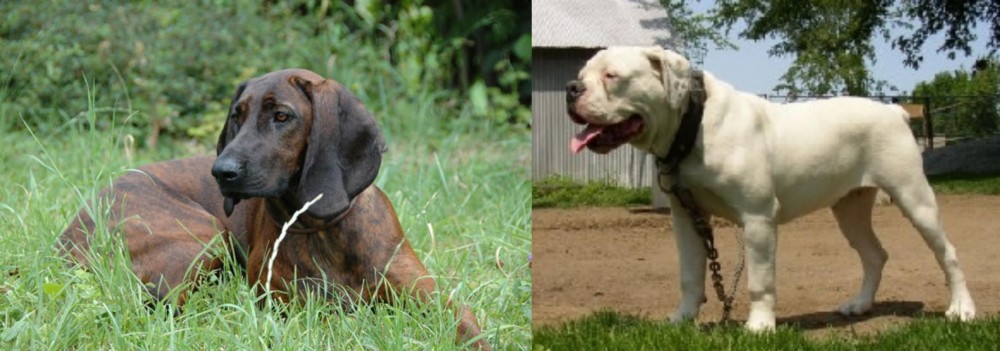 Hermes Bulldogge vs Hanover Hound - Breed Comparison