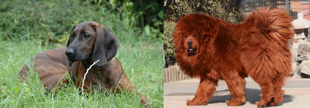 Himalayan Mastiff vs Hanover Hound - Breed Comparison