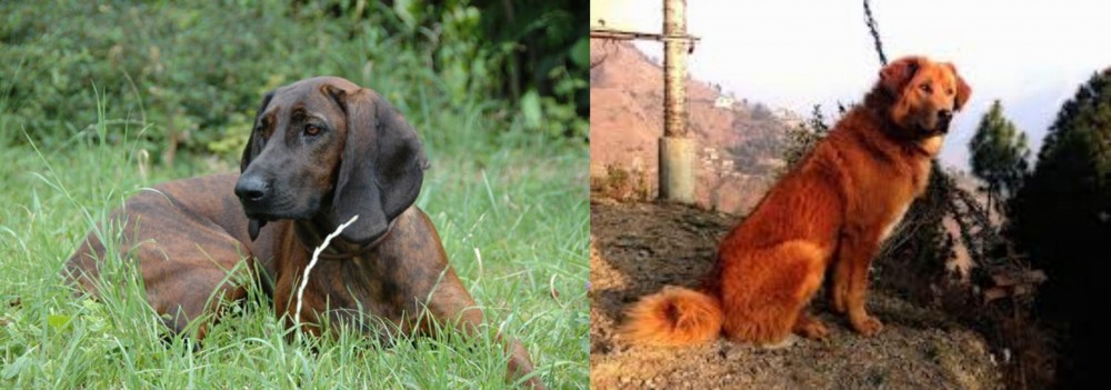 Himalayan Sheepdog vs Hanover Hound - Breed Comparison