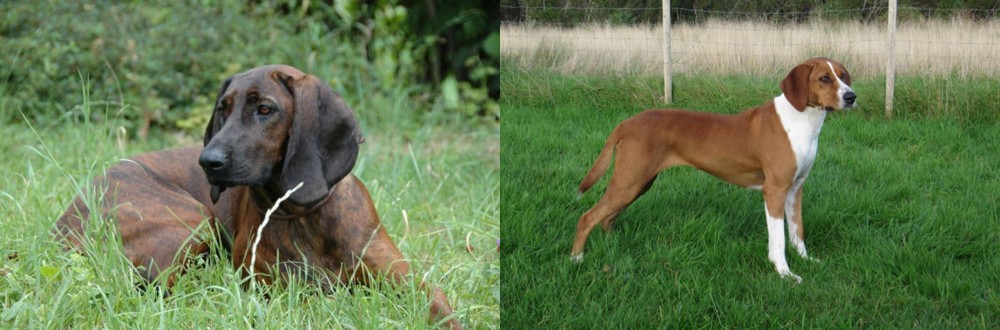 Hygenhund vs Hanover Hound - Breed Comparison