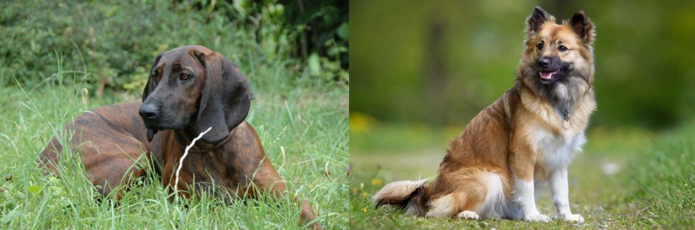 Icelandic Sheepdog vs Hanover Hound - Breed Comparison