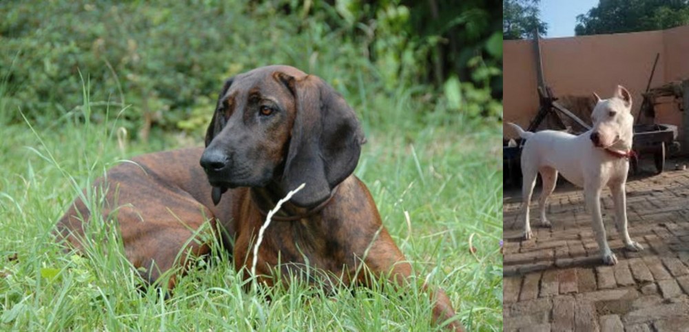 Indian Bull Terrier vs Hanover Hound - Breed Comparison