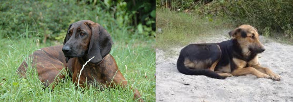 Indian Pariah Dog vs Hanover Hound - Breed Comparison