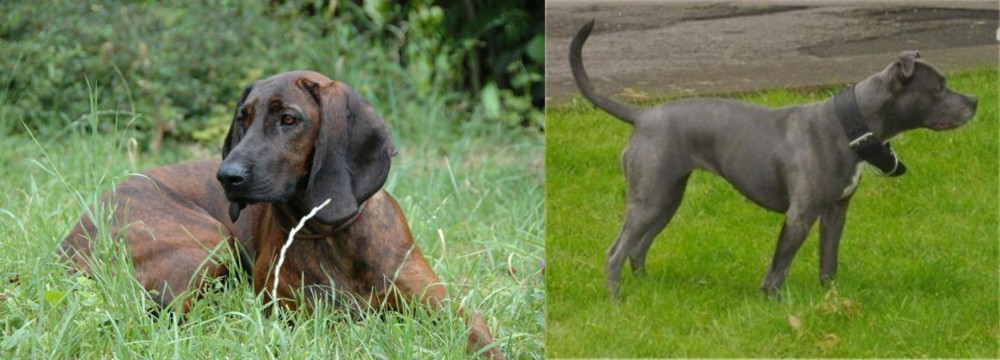 Irish Bull Terrier vs Hanover Hound - Breed Comparison