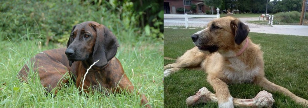 Irish Mastiff Hound vs Hanover Hound - Breed Comparison