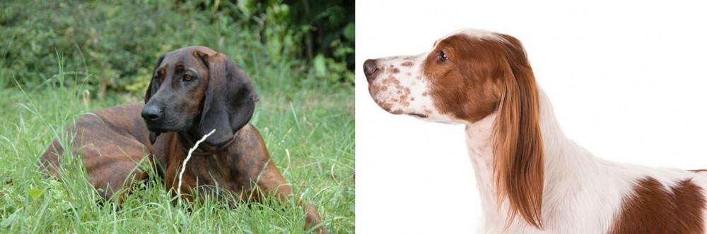 Irish Red and White Setter vs Hanover Hound - Breed Comparison