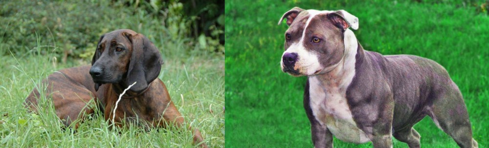 Irish Staffordshire Bull Terrier vs Hanover Hound - Breed Comparison