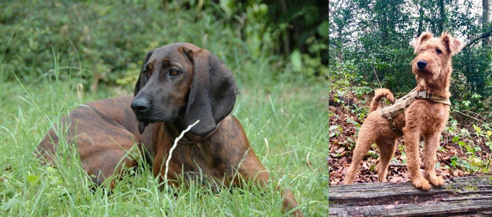 Irish Terrier vs Hanover Hound - Breed Comparison