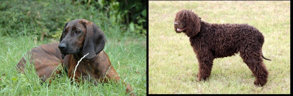 Irish Water Spaniel vs Hanover Hound - Breed Comparison