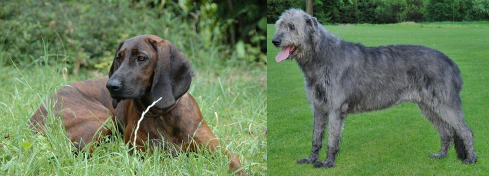 Irish Wolfhound vs Hanover Hound - Breed Comparison