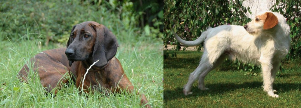 Istarski Ostrodlaki Gonic vs Hanover Hound - Breed Comparison