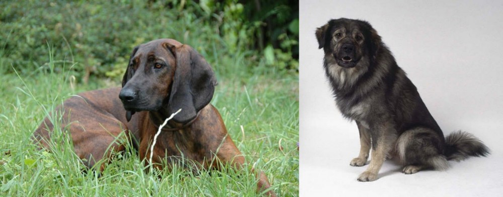 Istrian Sheepdog vs Hanover Hound - Breed Comparison