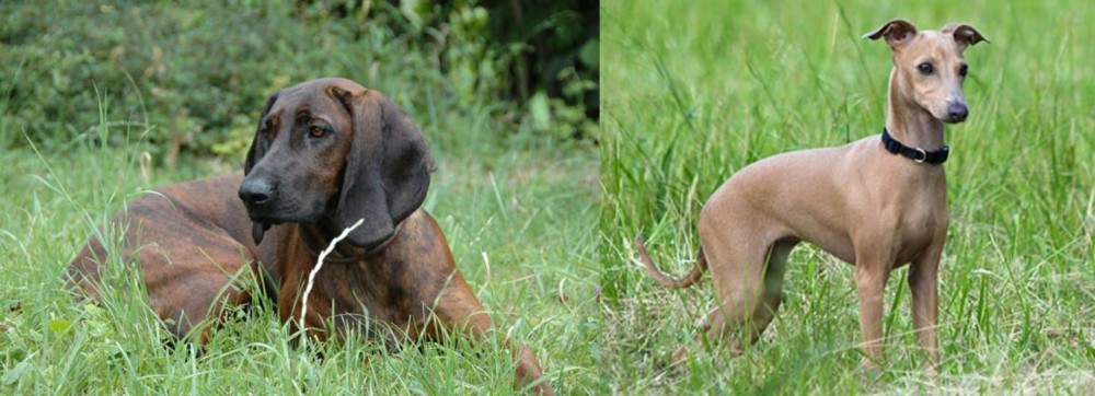 Italian Greyhound vs Hanover Hound - Breed Comparison