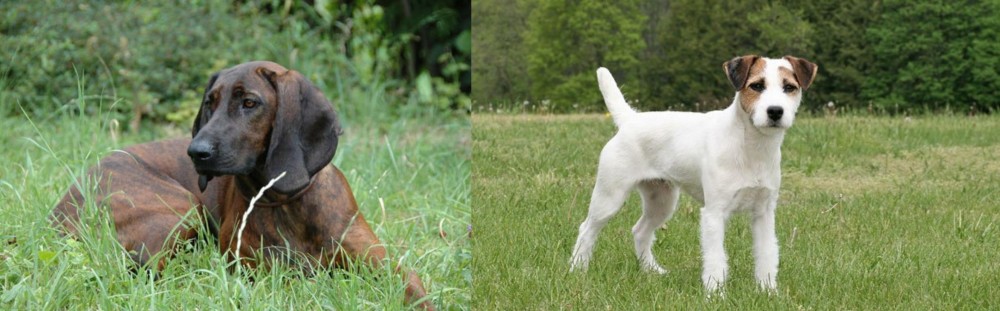 Jack Russell Terrier vs Hanover Hound - Breed Comparison