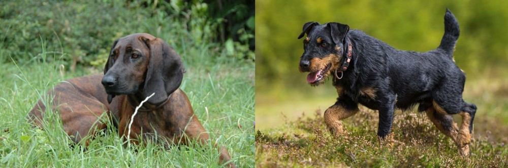 Jagdterrier vs Hanover Hound - Breed Comparison