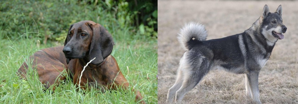 Jamthund vs Hanover Hound - Breed Comparison