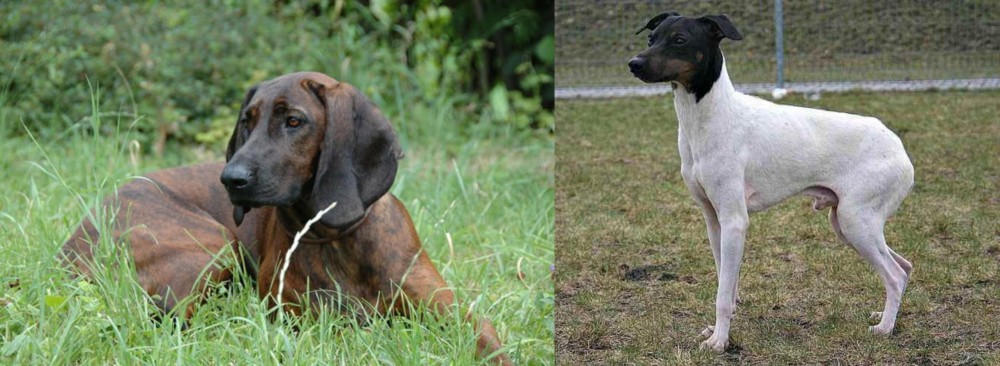 Japanese Terrier vs Hanover Hound - Breed Comparison