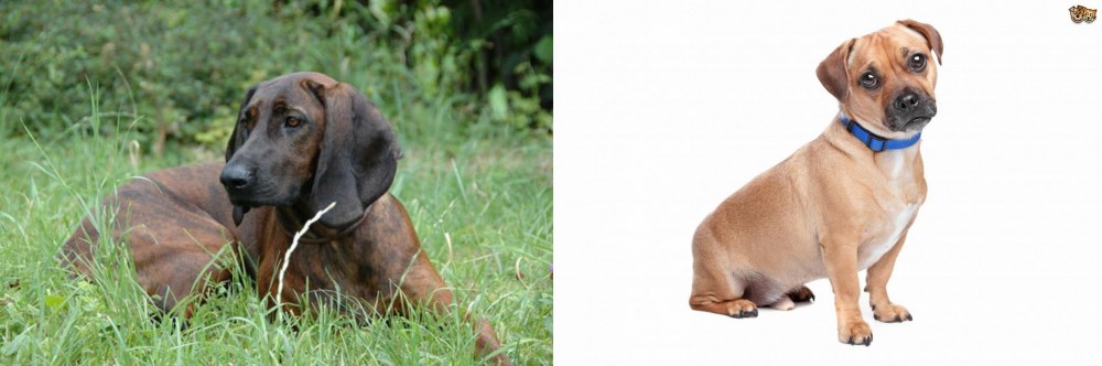 Jug vs Hanover Hound - Breed Comparison