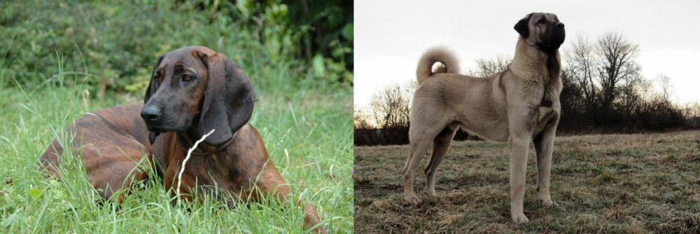 Kangal Dog vs Hanover Hound - Breed Comparison