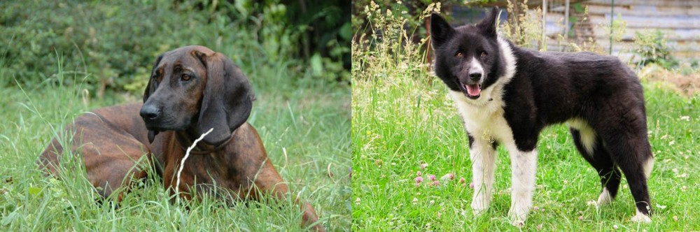 Karelian Bear Dog vs Hanover Hound - Breed Comparison