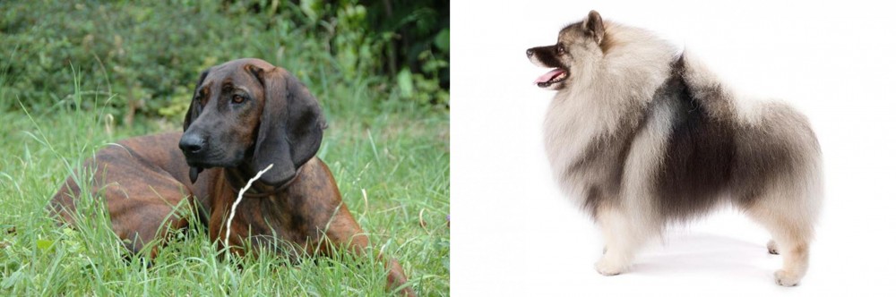 Keeshond vs Hanover Hound - Breed Comparison