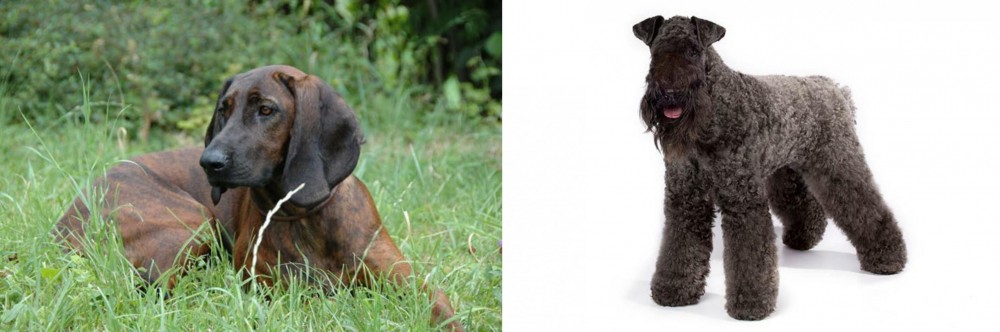 Kerry Blue Terrier vs Hanover Hound - Breed Comparison