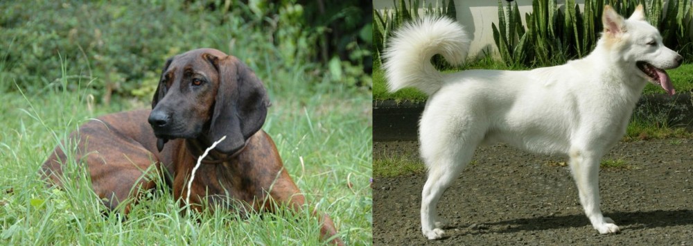 Kintamani vs Hanover Hound - Breed Comparison