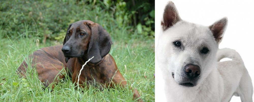 Kishu vs Hanover Hound - Breed Comparison