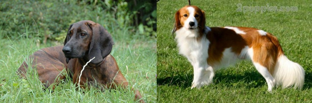 Kooikerhondje vs Hanover Hound - Breed Comparison