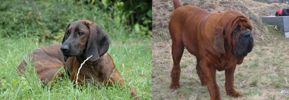 Korean Mastiff vs Hanover Hound - Breed Comparison