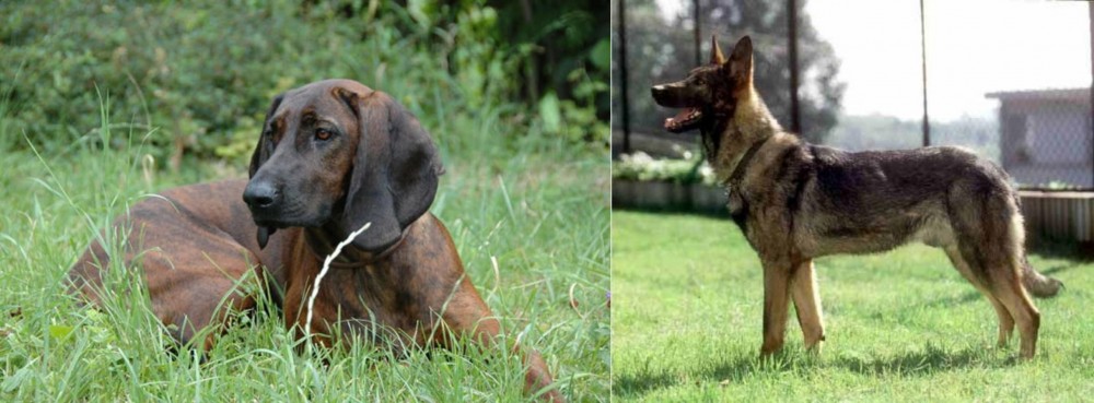 Kunming Dog vs Hanover Hound - Breed Comparison