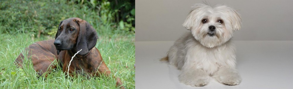 Kyi-Leo vs Hanover Hound - Breed Comparison