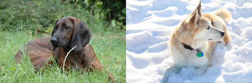 Labrador Husky vs Hanover Hound - Breed Comparison