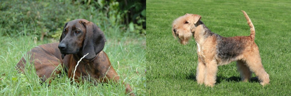 Lakeland Terrier vs Hanover Hound - Breed Comparison