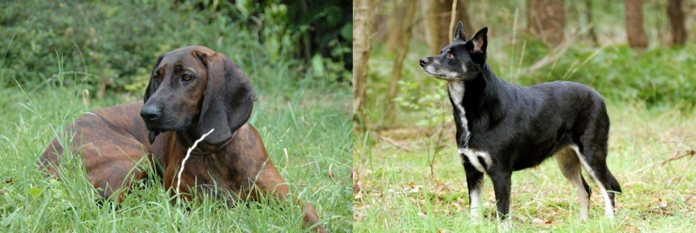 Lapponian Herder vs Hanover Hound - Breed Comparison