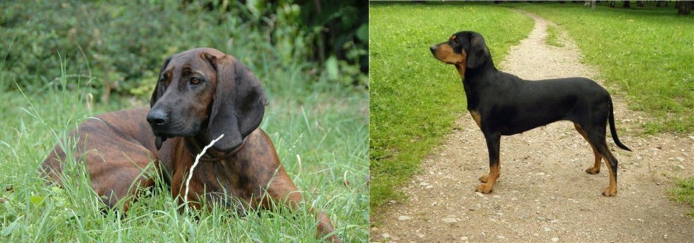 Latvian Hound vs Hanover Hound - Breed Comparison