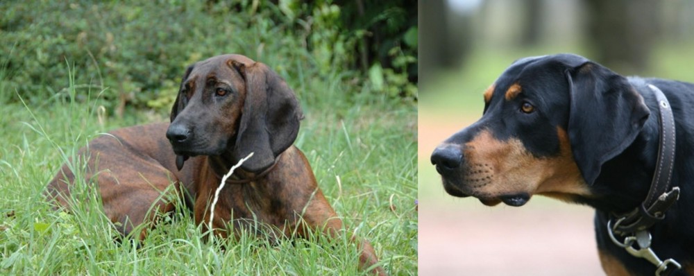Lithuanian Hound vs Hanover Hound - Breed Comparison