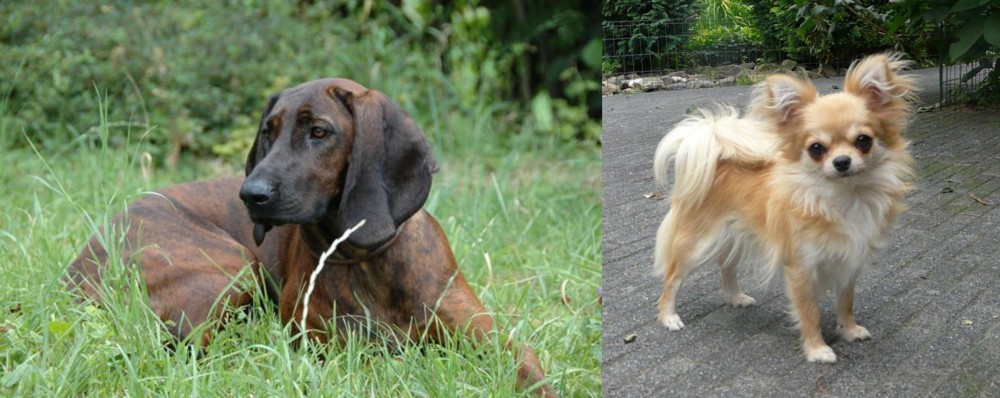 Long Haired Chihuahua vs Hanover Hound - Breed Comparison