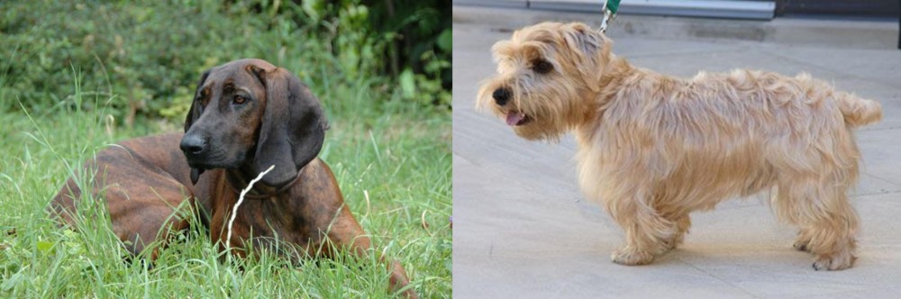 Lucas Terrier vs Hanover Hound - Breed Comparison