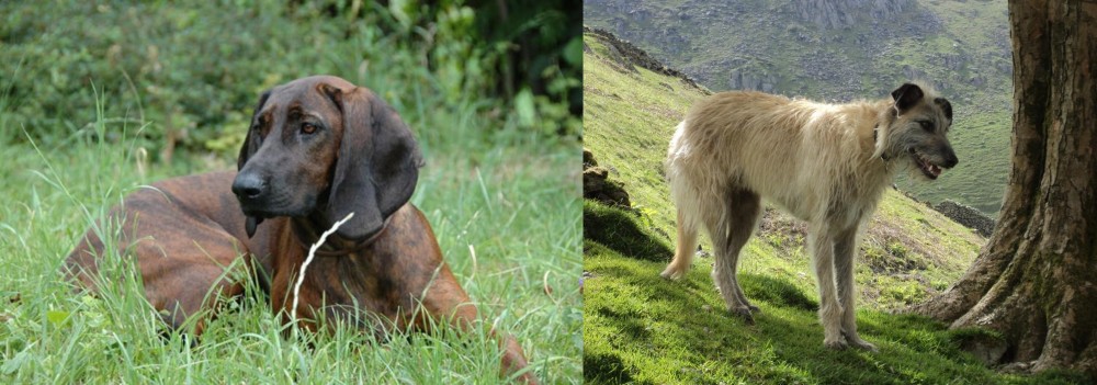 Lurcher vs Hanover Hound - Breed Comparison