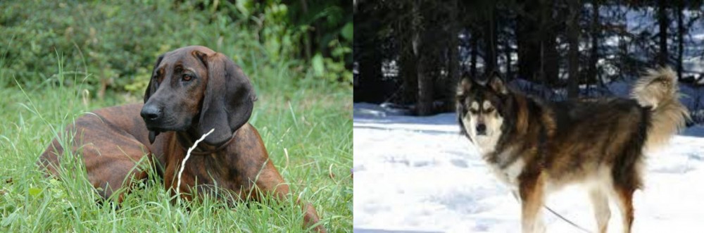 Mackenzie River Husky vs Hanover Hound - Breed Comparison