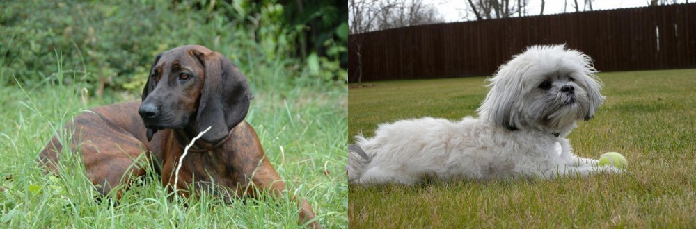 Mal-Shi vs Hanover Hound - Breed Comparison