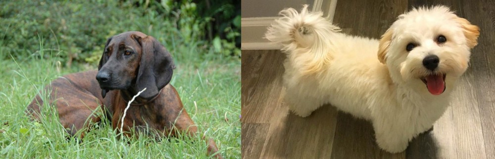 Maltipoo vs Hanover Hound - Breed Comparison