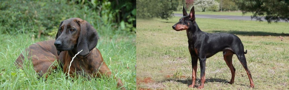Manchester Terrier vs Hanover Hound - Breed Comparison