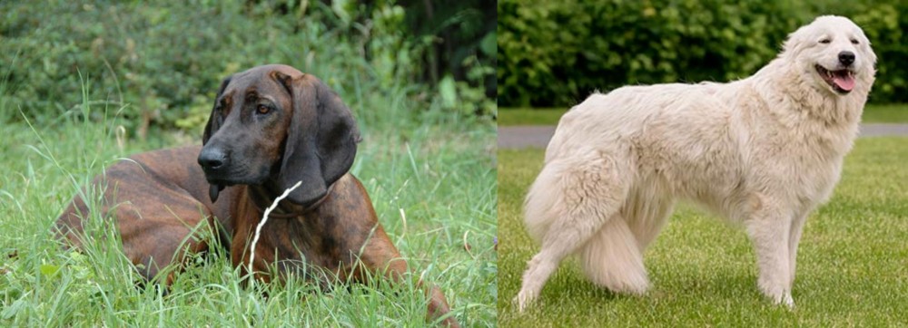 Maremma Sheepdog vs Hanover Hound - Breed Comparison