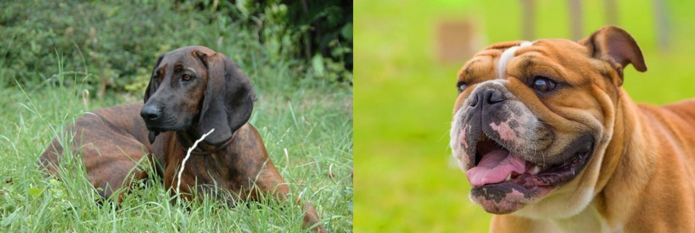 Miniature English Bulldog vs Hanover Hound - Breed Comparison