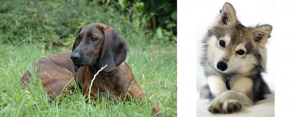 Miniature Siberian Husky vs Hanover Hound - Breed Comparison